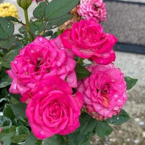 Meet your Posher, Leslie